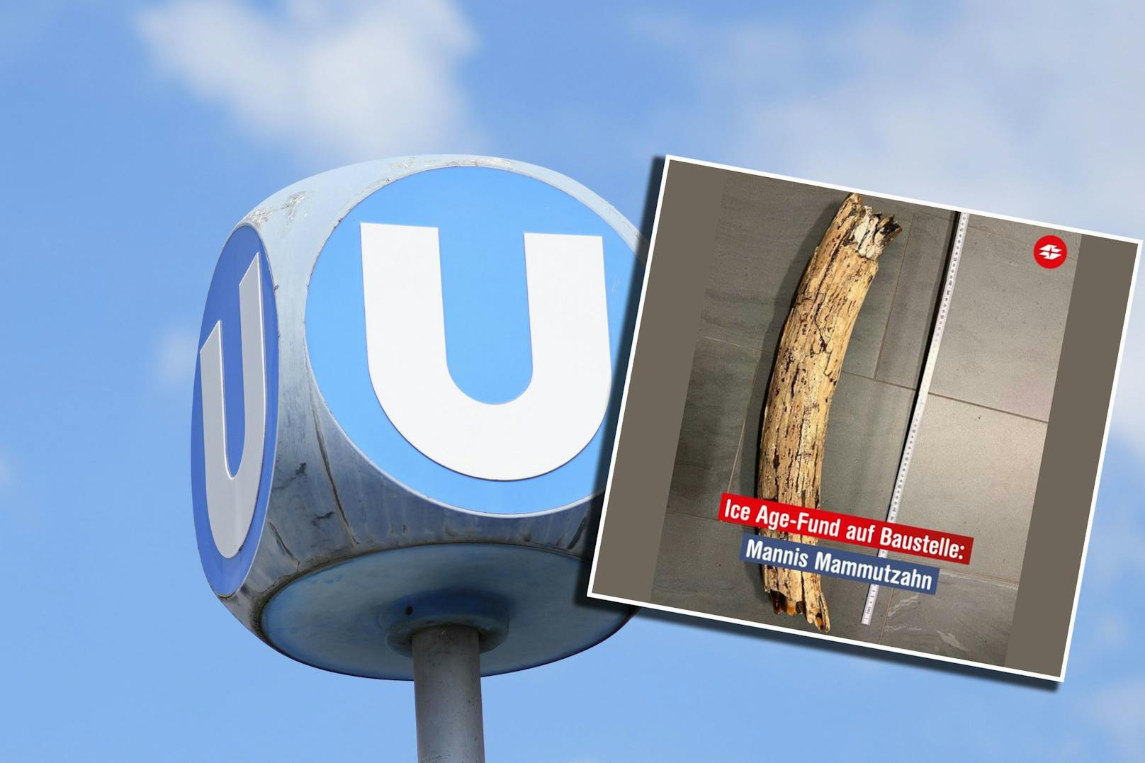 Bei Tunnelgrabungen in Wien wurde ein Mammut-Stoßzahn gefunden. 