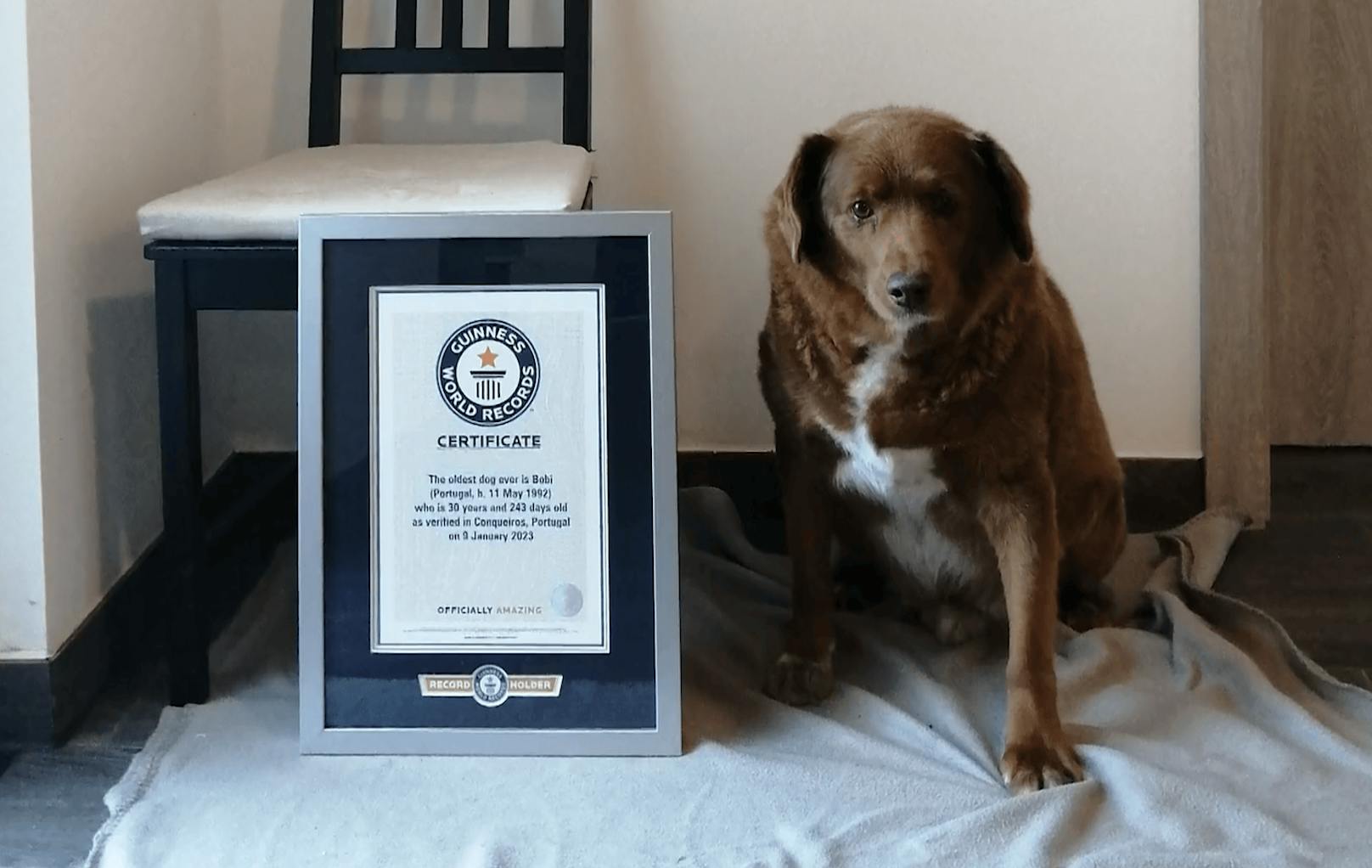 Guinness World Records erklärte Bobi zum ältesten Hund, der je gelebt hat.