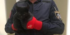 Polizei rettet herrenlose Babykatze auf Schnellstraße