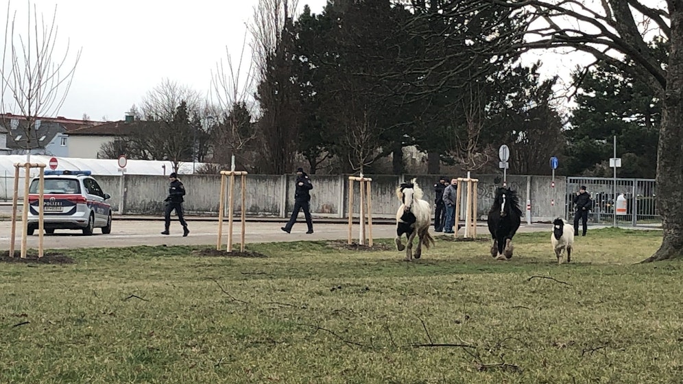 Die Tiere sorgten für einen ungewöhnlichen Anblick.