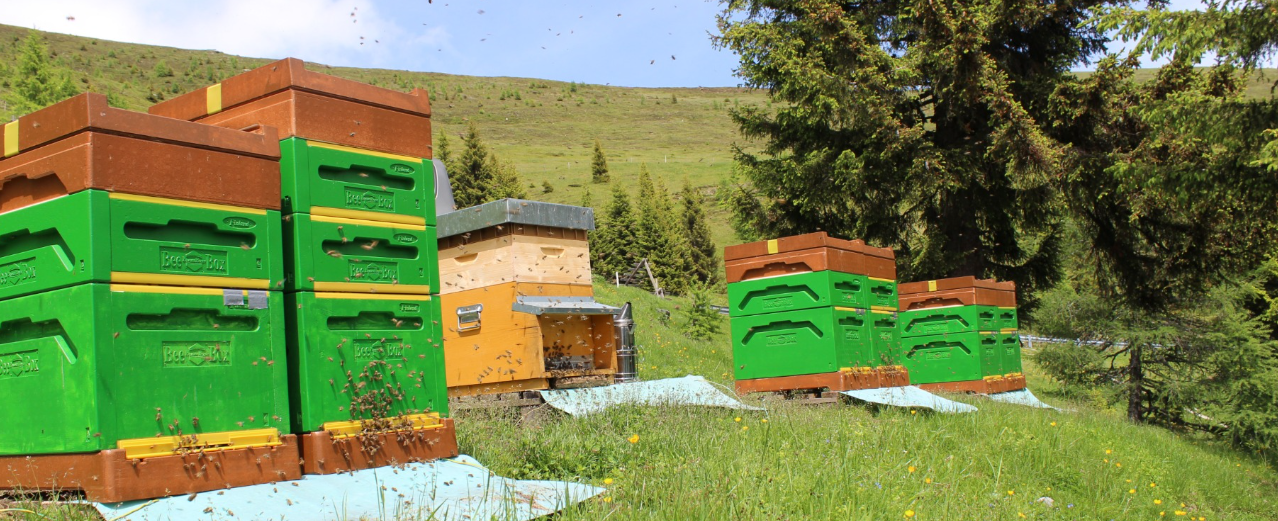 Sandro Huters Bienen sollen zu dunkel für Kärnten sein.