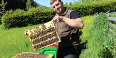 Bienen zu braun – Imker ortet "Rassenfanatismus" beim Amt