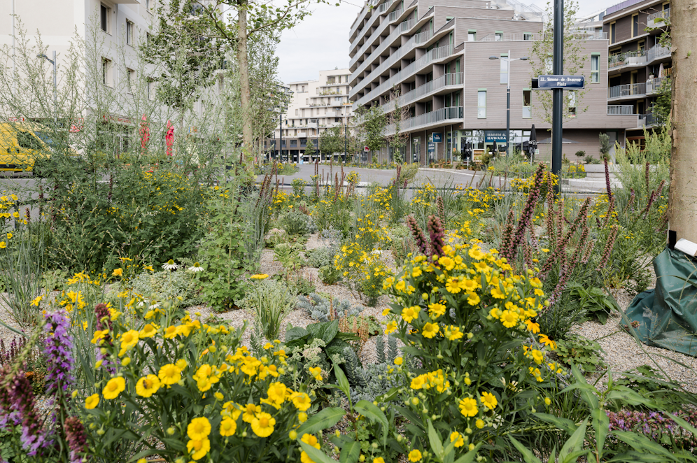 Die Seestadt soll noch grüner werden: Nach den ersten Arbeiten im Vorjahr wird auch diesen Sommer wieder entsiegelt.