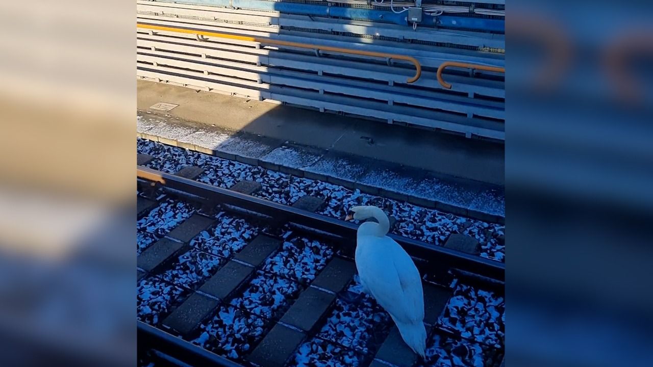 Ein Schwan verirrte sich auf die Gleise. 