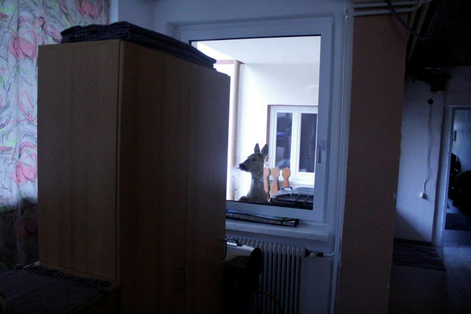 Neugierig blickte das Tier beim Fenster herein.