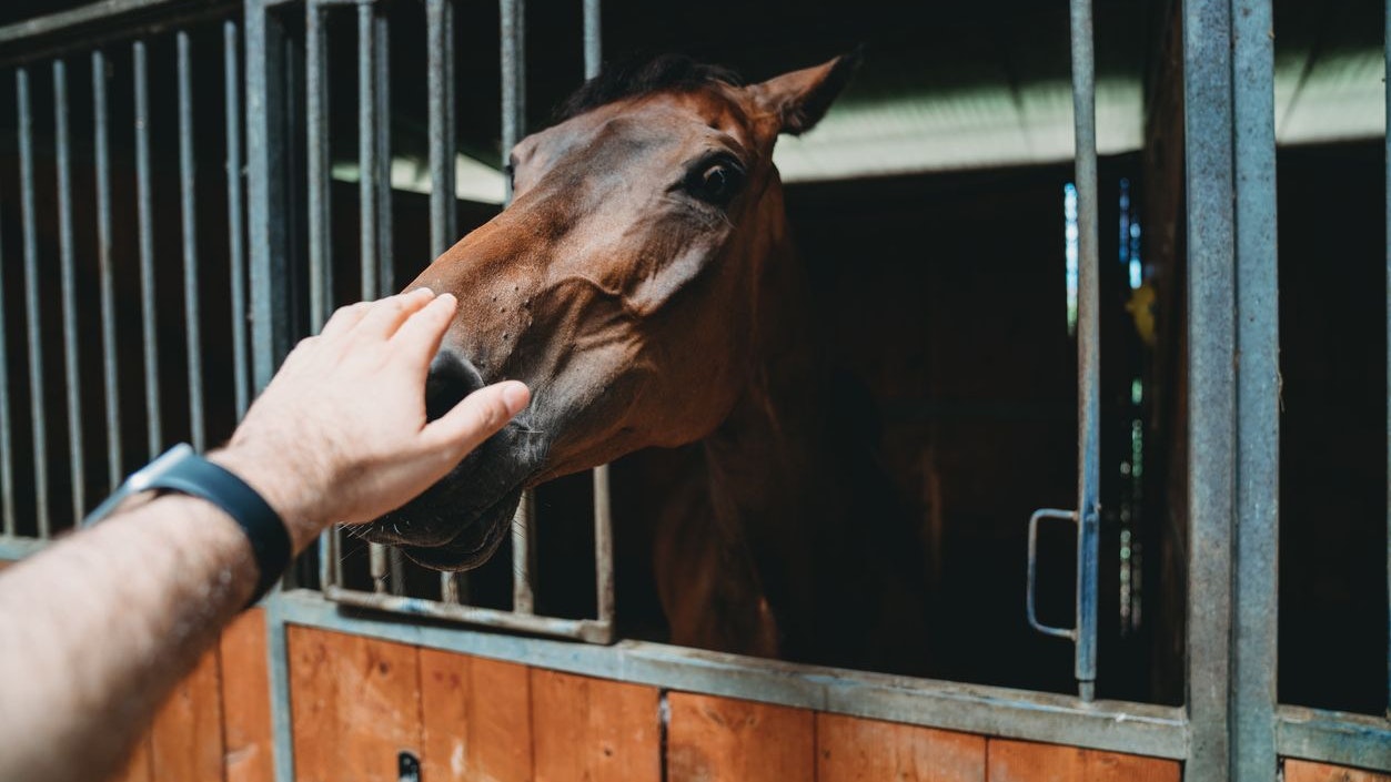 Das Pferd schlug aus und verletzte den Besitzer.