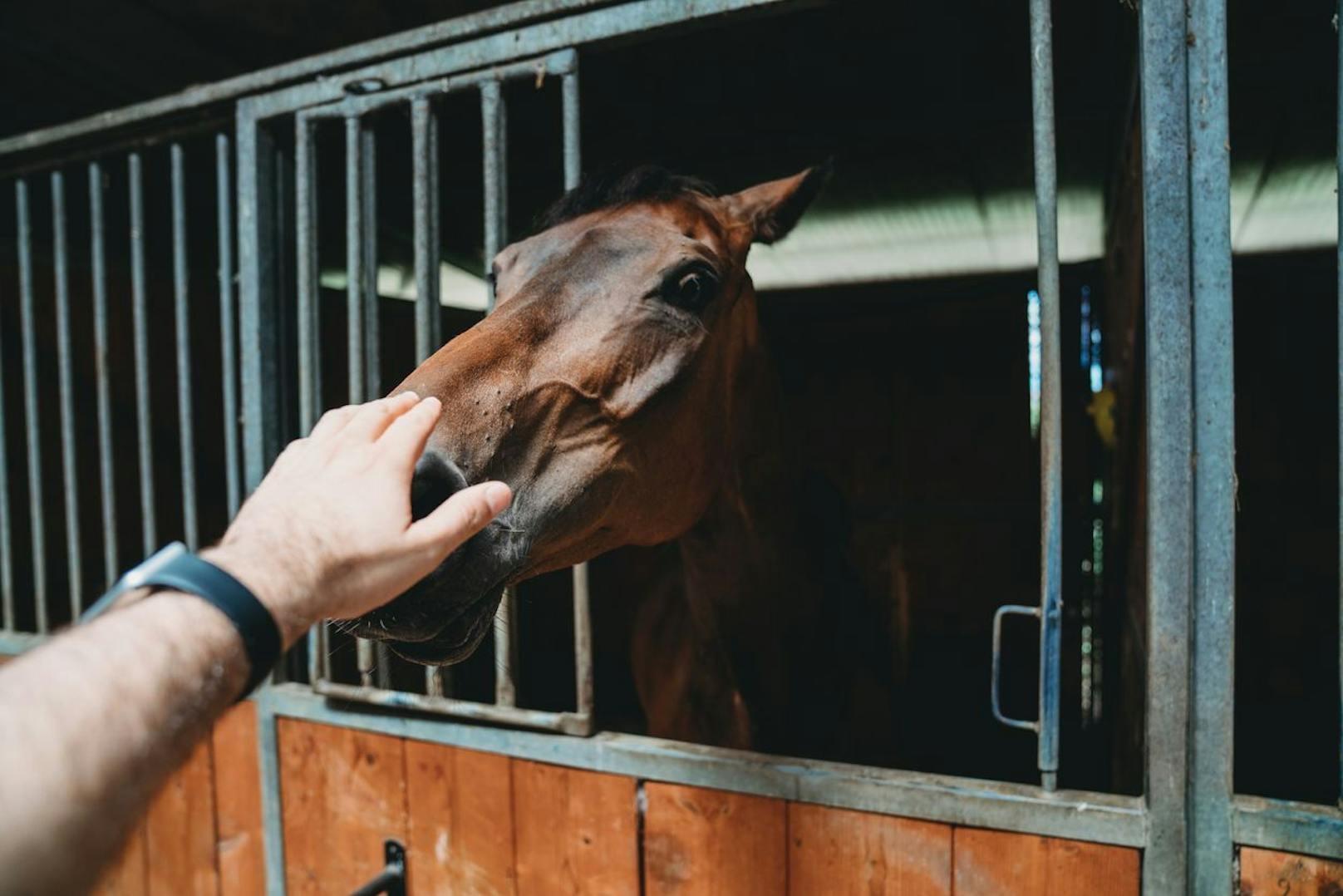 Pferd schlägt aus und trifft Besitzer (48) im Gesicht