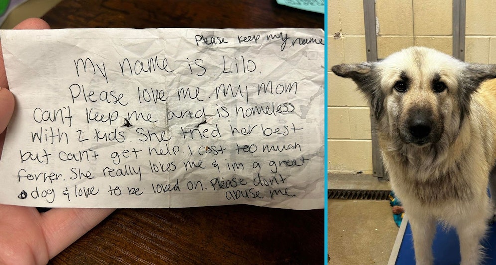 Dieser Hund wurde mit einer herzzerreißenden Nachricht im Tierheim abgegeben. 