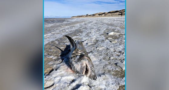 Ein ziemlich großes "Fischstäbchen" lag am Strand von Cape Cod.&nbsp;