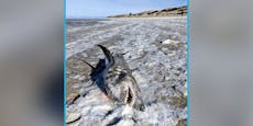 Großes Fischstäbchen – Gruselfund am Strand geht viral