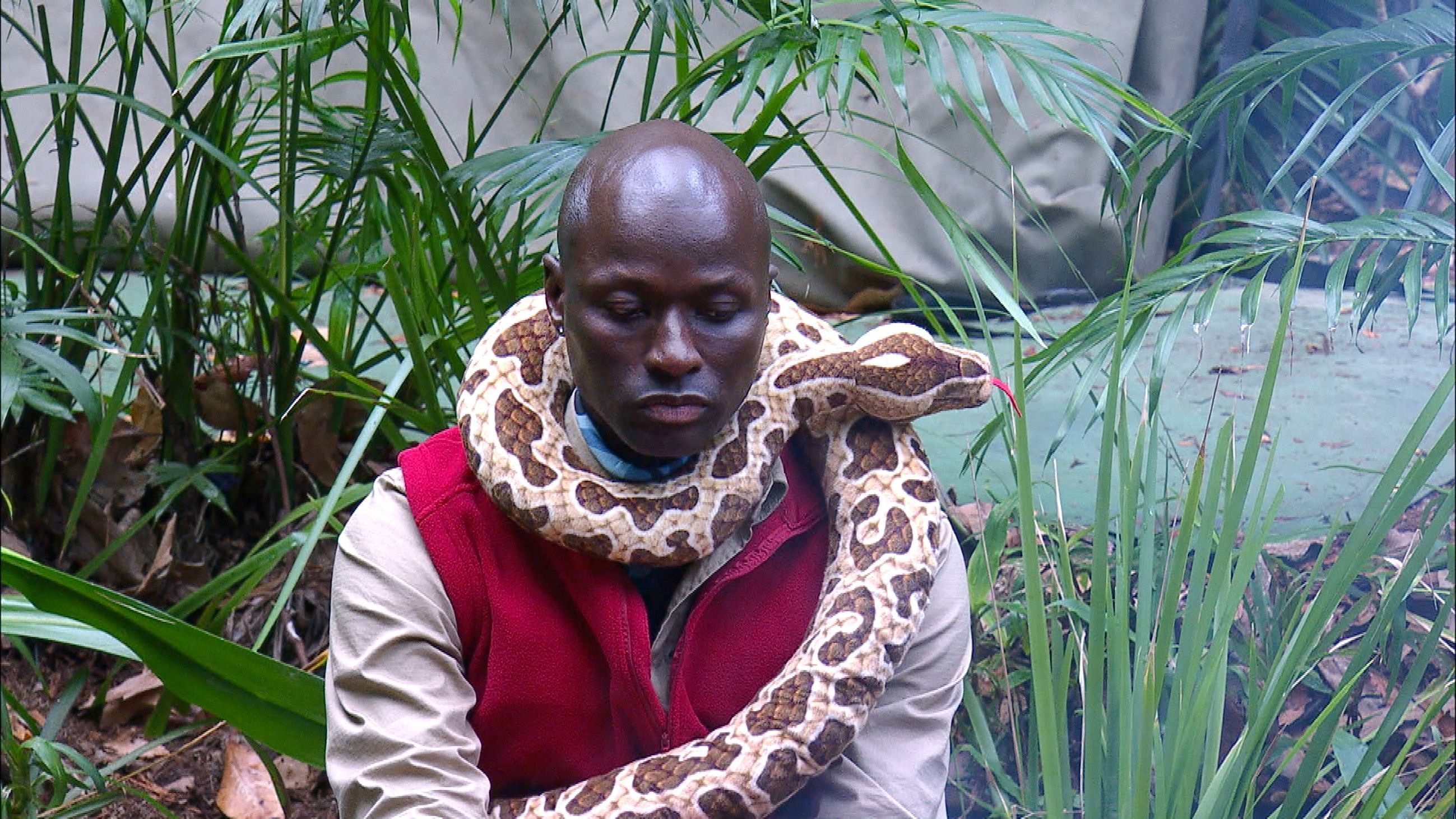 Während der Zeit im RTL-Dschungel war Schlange Renata stets an seiner Seite.