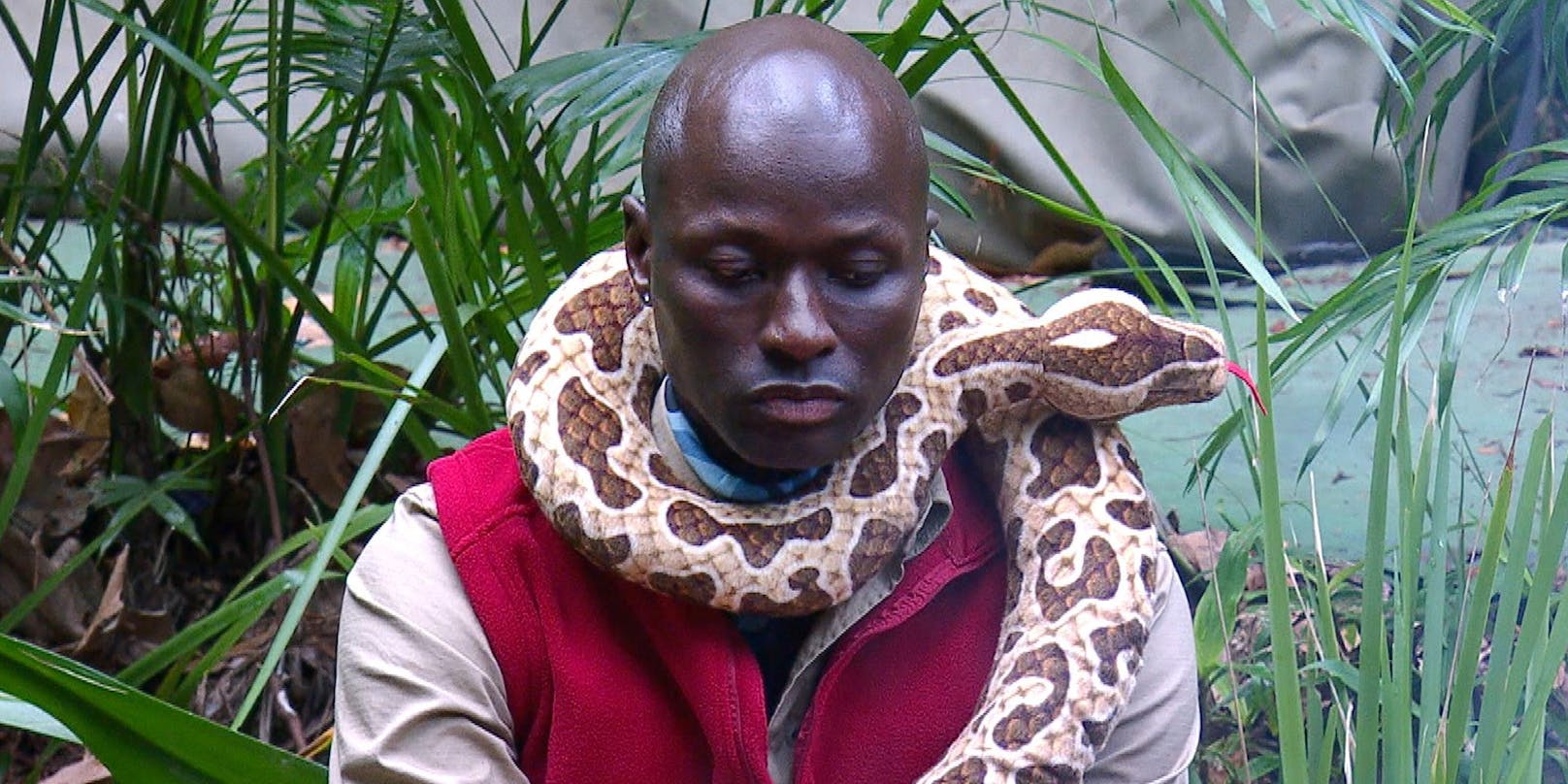 Während der Zeit im RTL-Dschungel war Schlange Renata stets an seiner Seite.