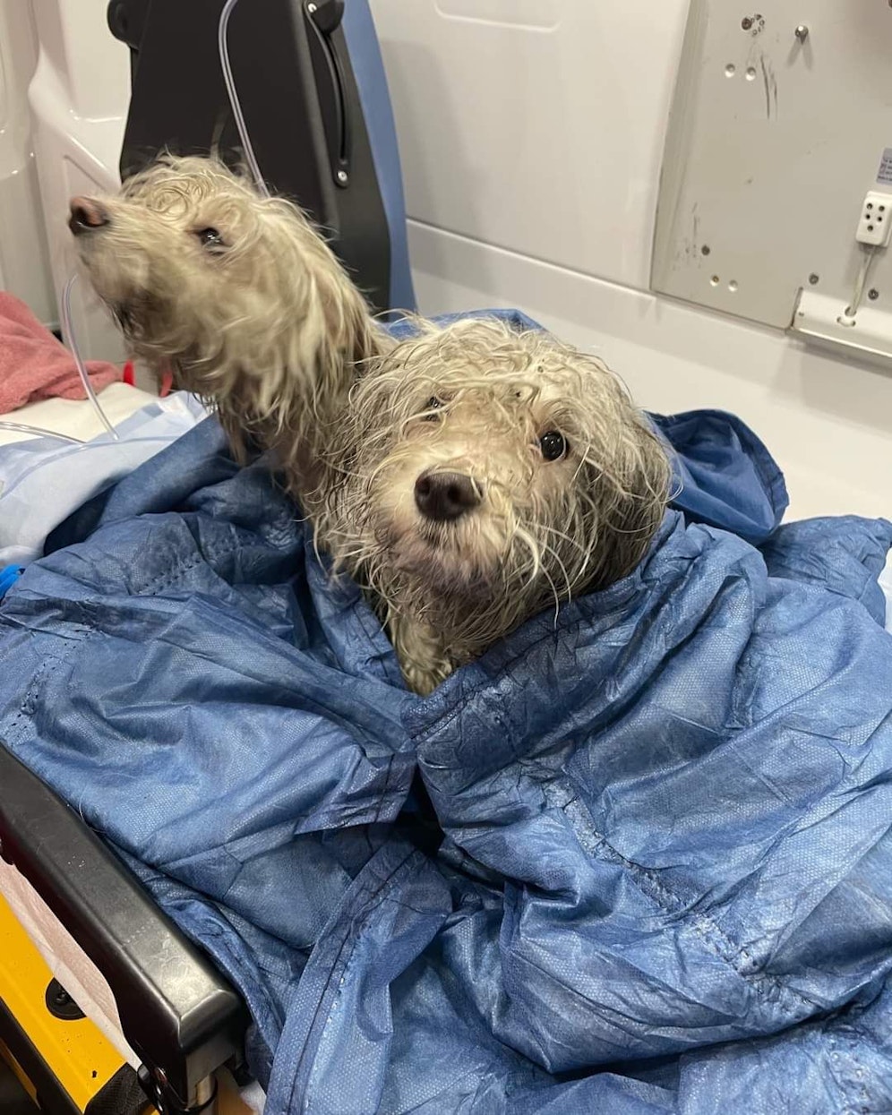 Die Hunde und deren Besitzer wurden aus dem brennendem Wohnhaus gerettet.