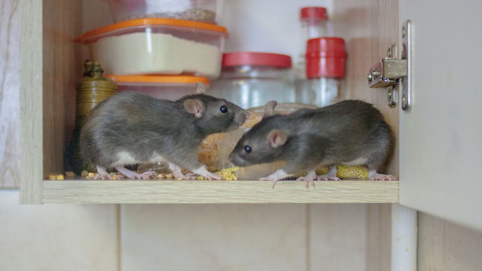 Eine Frau lebte mit hunderten Ratten zusammen.