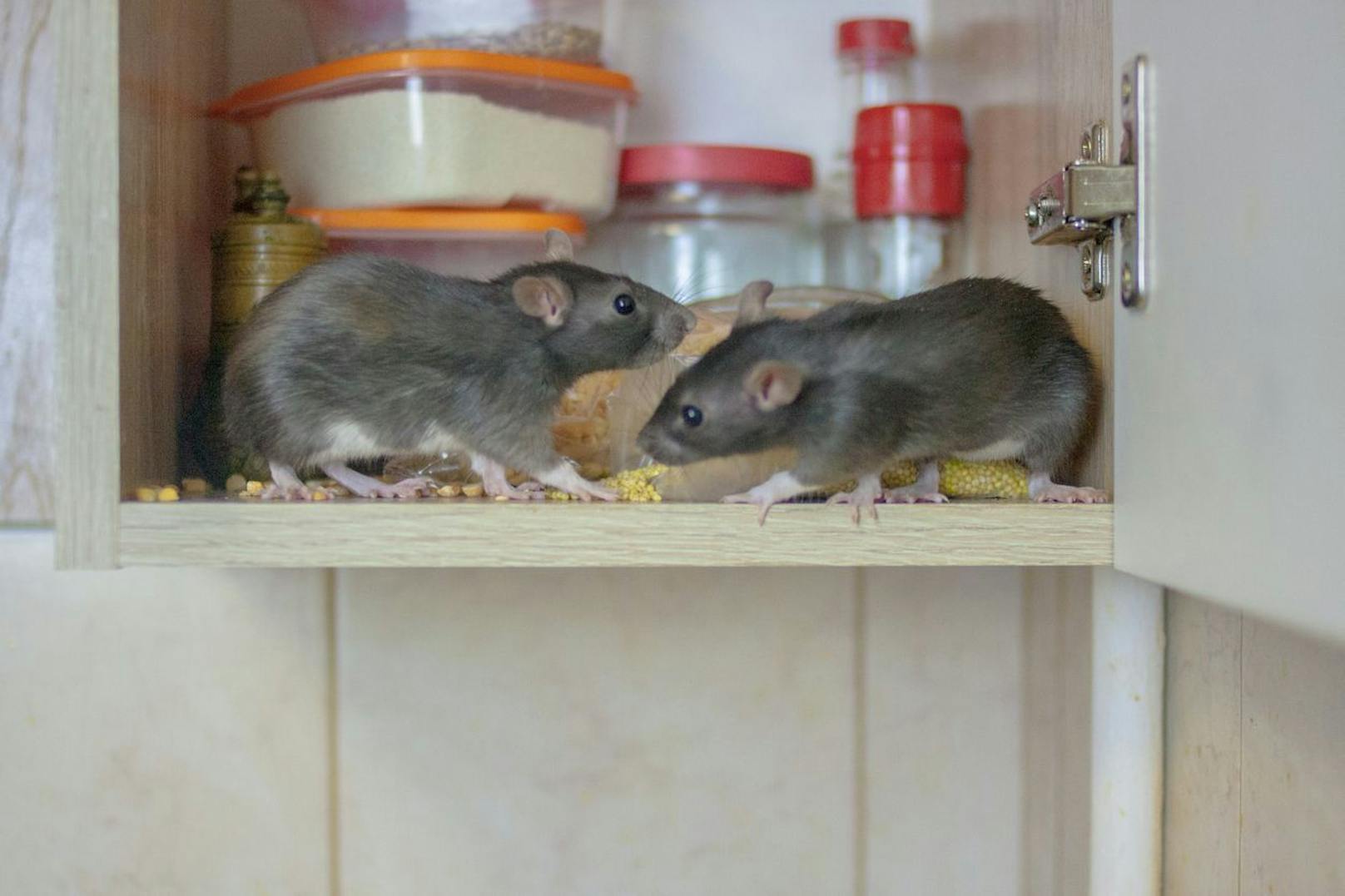 Extremer Geruch! Frau lebt mit 800 Ratten in einem Haus