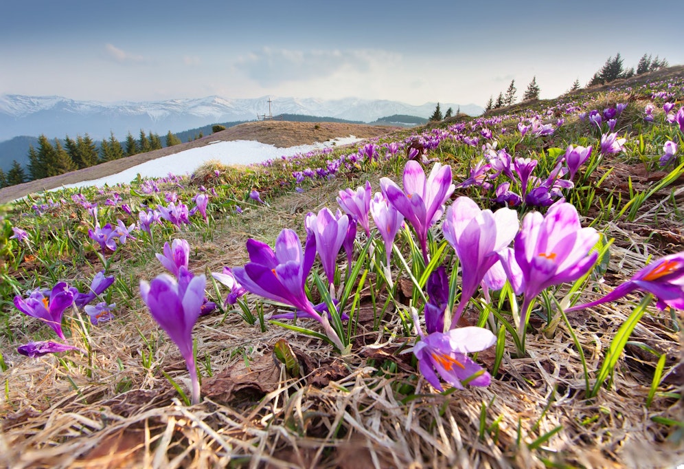 Jetzt wird es frühlingshaft. Die Krokusse schießen bereits aus dem Boden. Symbolbild
