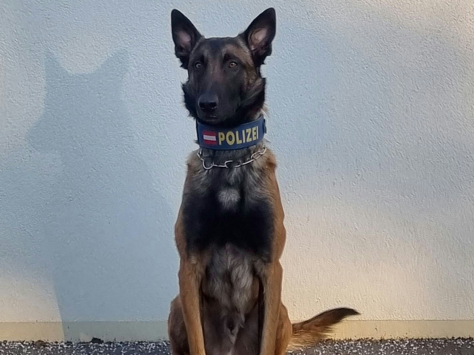 Ein versteckter Tatverdächtiger wurde vom Polizeidiensthund "Chase" aufgestöbert.