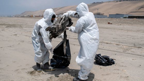 Die Ausbrüche der Vogelgrippe in Lima betrifft längst nicht mehr "nur" Vögel. 