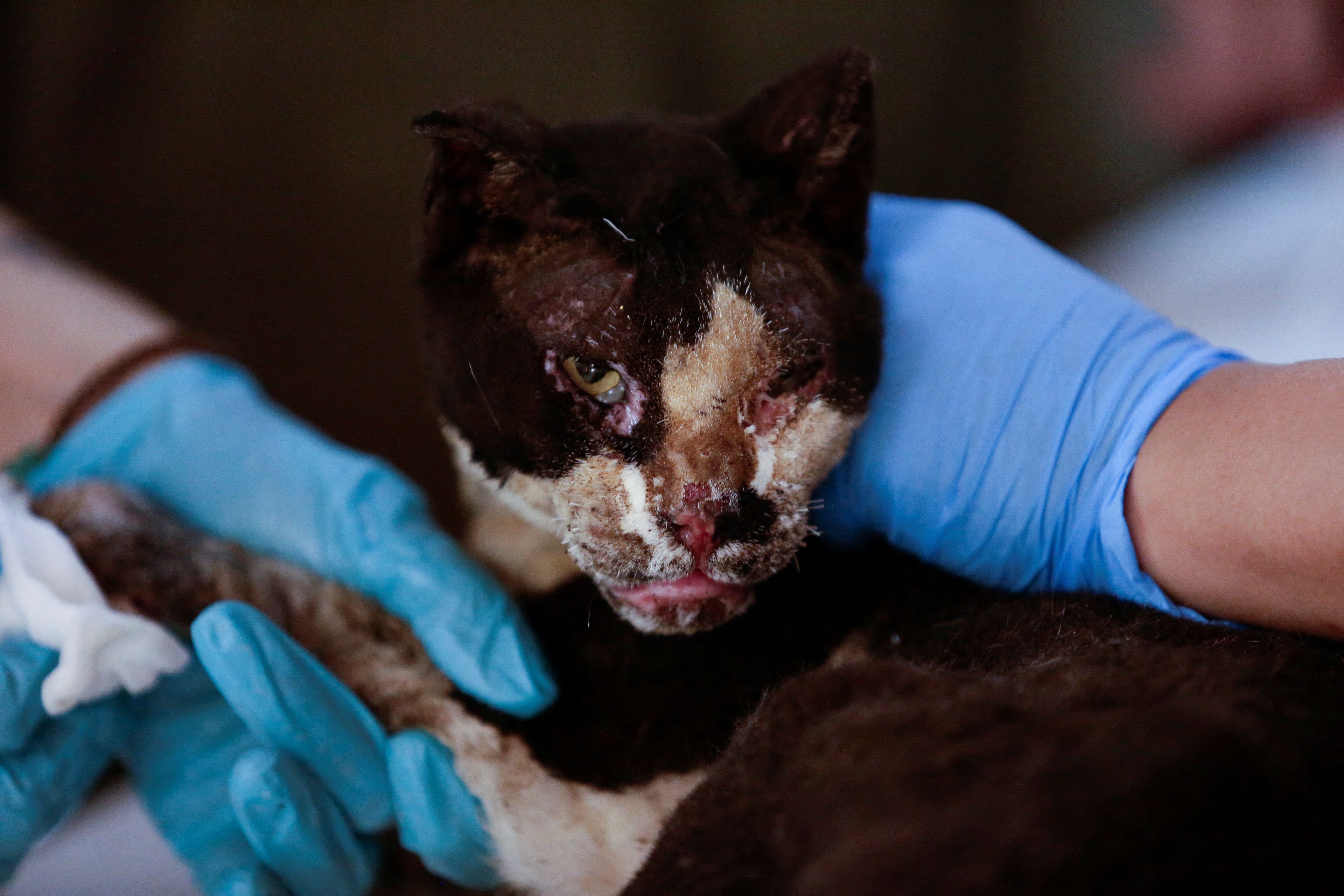 Auch viele Tiere wurden von den Flammen verletzt.