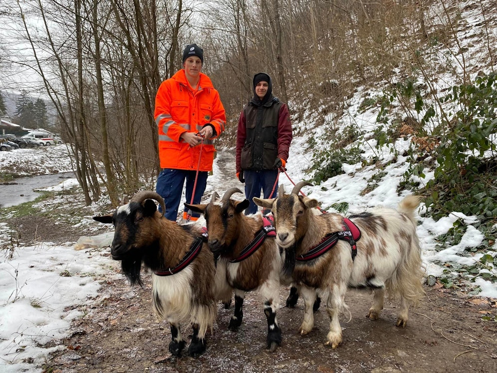 Markus und Moritz beim Waldspaziergang mit den Bodyguard-Ziegen.
