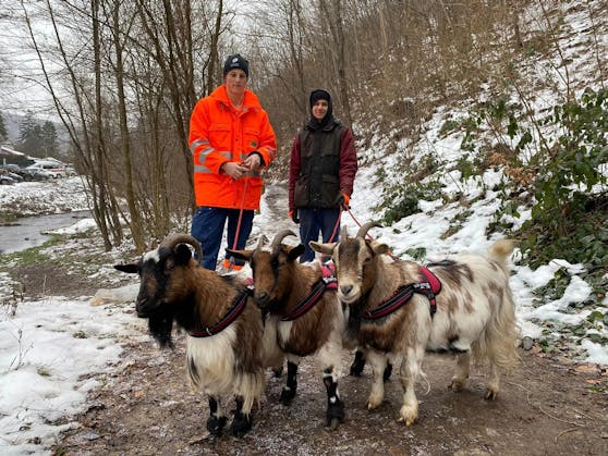 Markus und Moritz beim Waldspaziergang mit den Bodyguard-Ziegen.