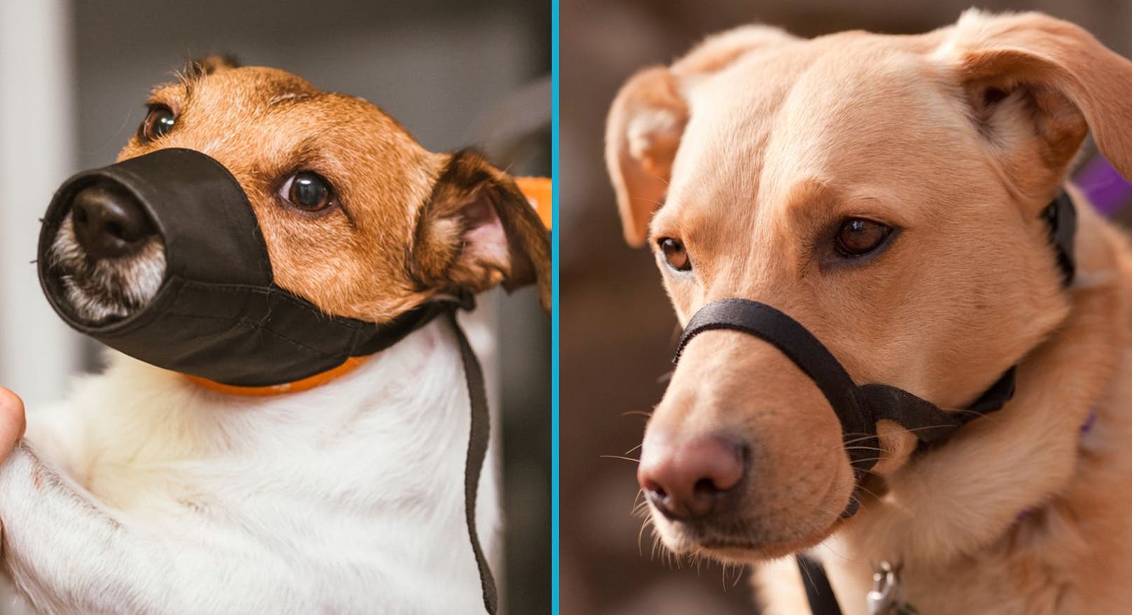 Zoofachhandel warnt Hundebesitzer vor diesem Produkt – Haustiere