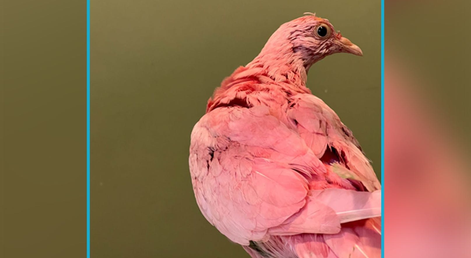Trotz aller Versuche einer Tierschutzorganisation konnte "Flamingo" nicht gerettet werden. 