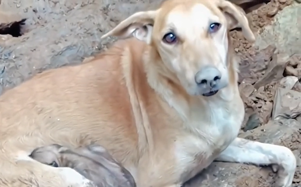 Die Hündin ist wieder mit ihren Welpen vereint.