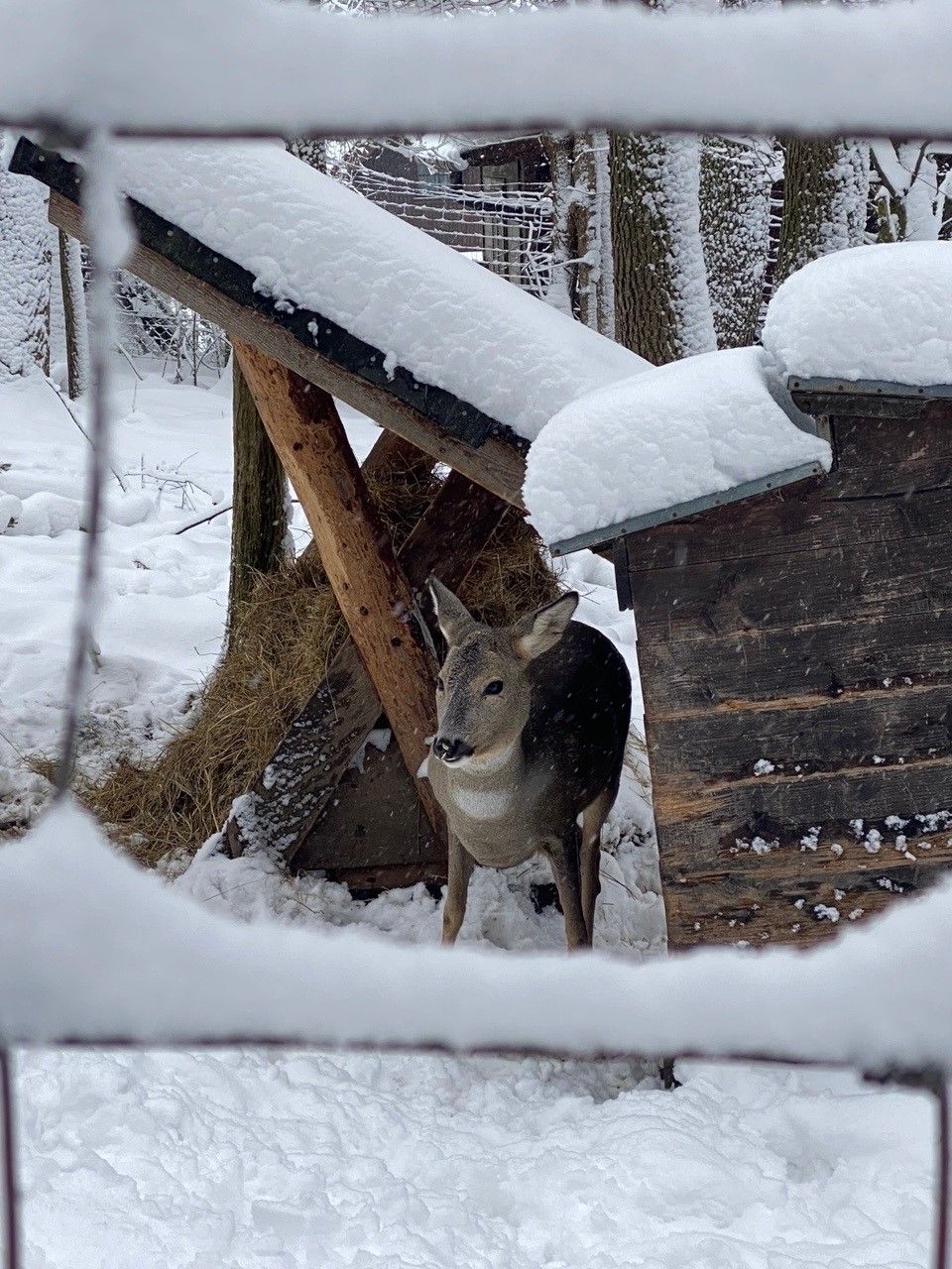 Die Rehe wurden von den Ziegen beschützt.