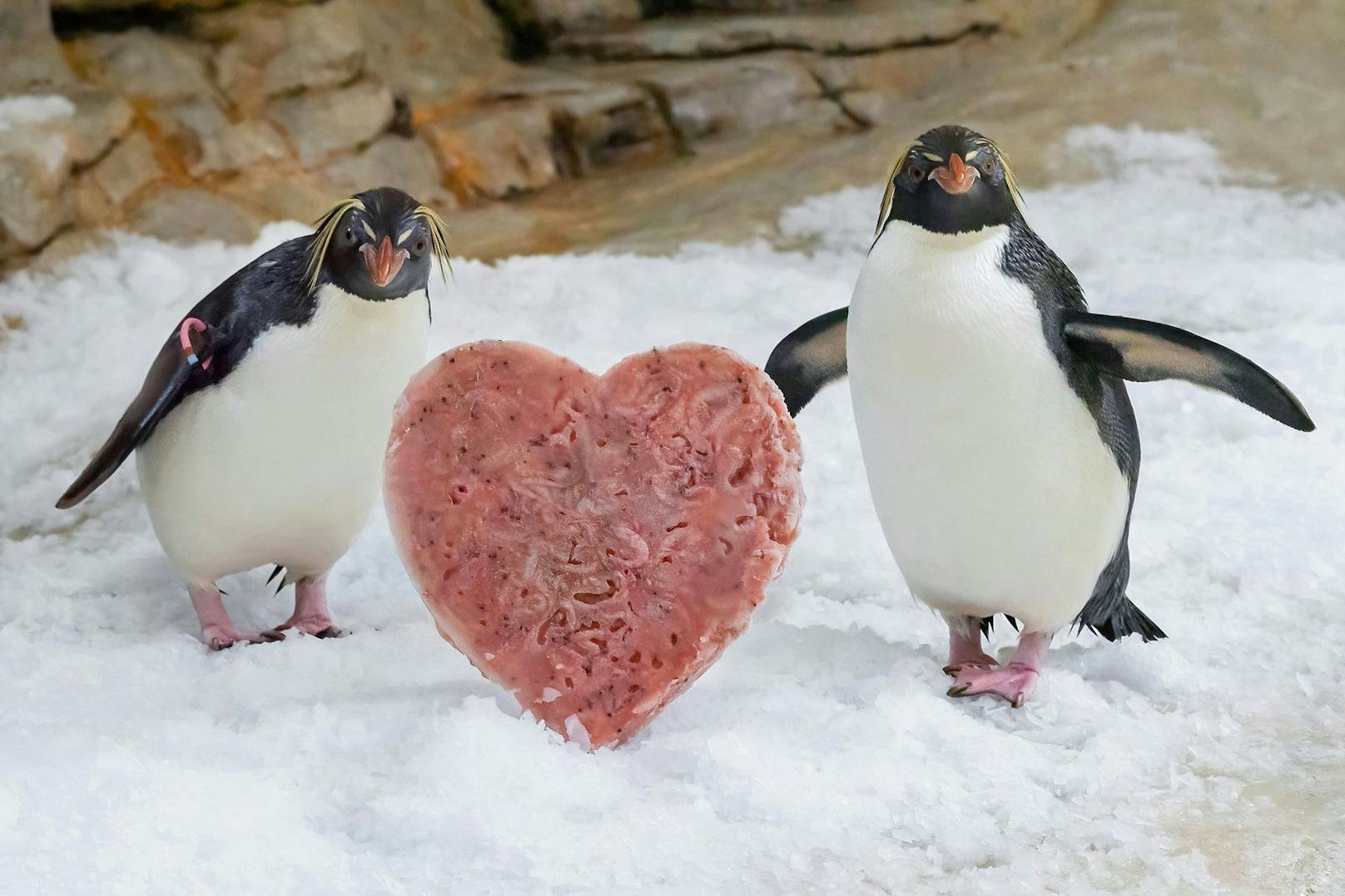 Am Valentinstag wird auch im Tiergarten Schönbrunn die Romantik groß geschrieben.&nbsp;