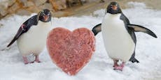 Halber Preis und Romantik am Valentinstag in Schönbrunn
