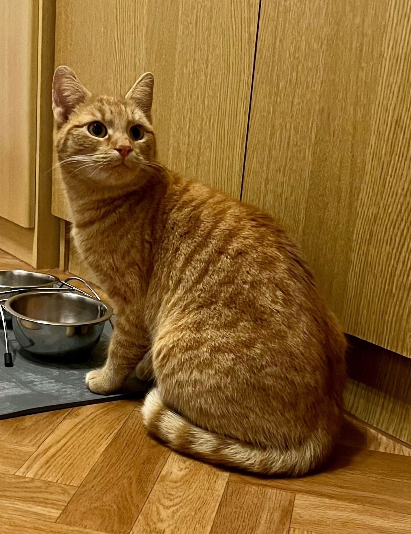 Die Katze wurde in der Kälte ohne Essen zurückgelassen.