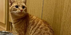 Tier-Drama! Familie ließ Katze ohne Essen zurück