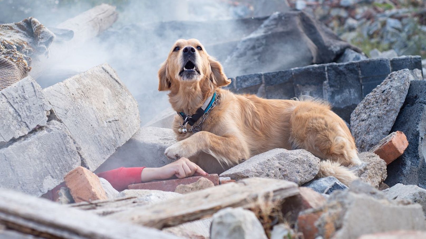 Das Hunde bei der Trümmersuche wirkliche Wunder vollbringen ist eine Sache, aber können sie uns auch vor einem Erdbeben warnen?