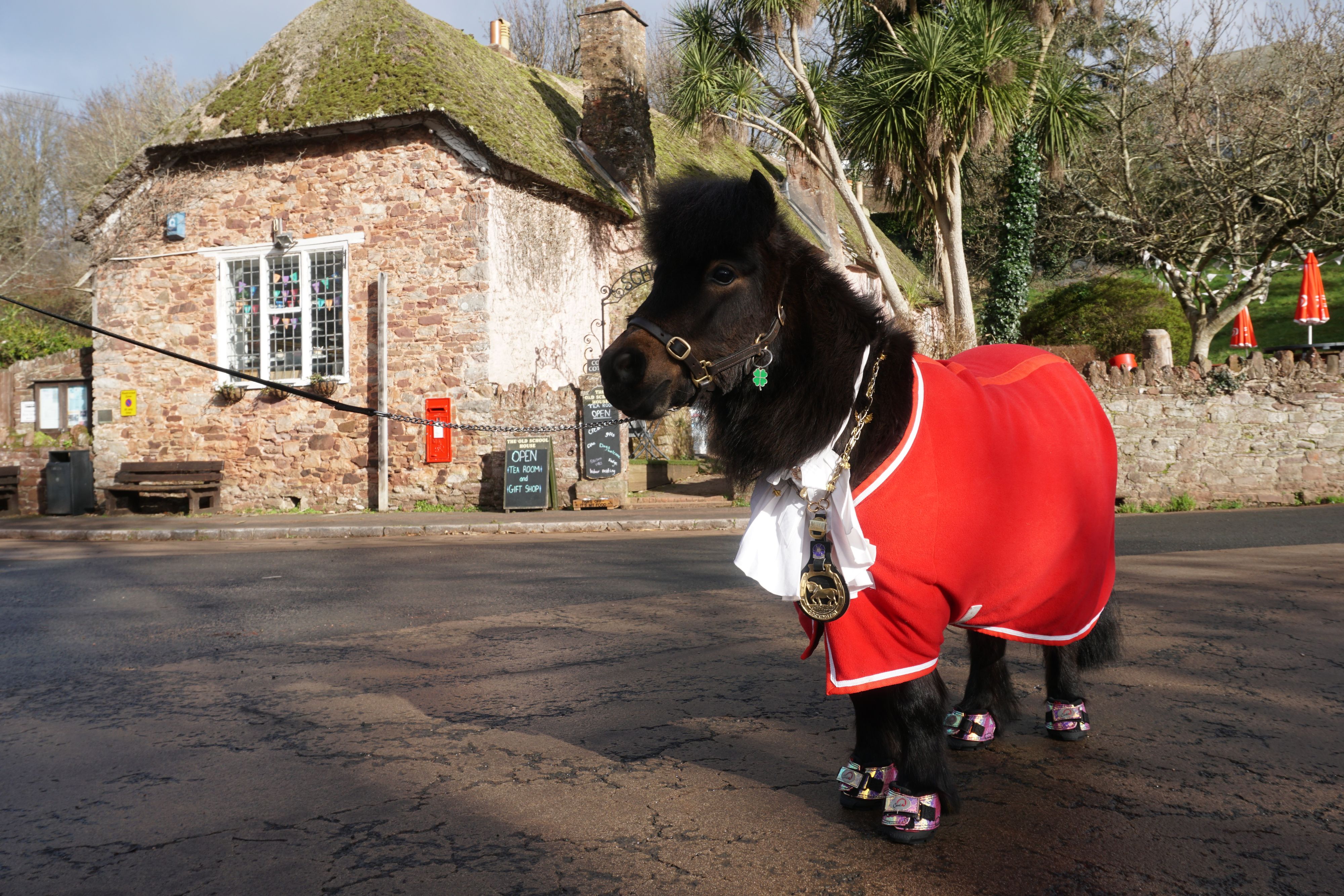 Download von www.picturedesk.com am 10.02.2023 (12:25).  03 February 2023, Great Britain, Cockington: The Shetland pony Patrick, unofficial mayor of the English village of Cockington, stands in the village square with his village medal around his neck. When the mayor of Cockington makes his rounds, you can hear his hooves clattering from afar - because at the head of the English village of Cockington is a Shetland pony. But not everyone likes it. (to dpa "Mayor in fluffy - How a pony rules an English village") Photo: Larissa Schwedes/dpa - 20230203_PD15821 - Rechteinfo: Rights Managed (RM)