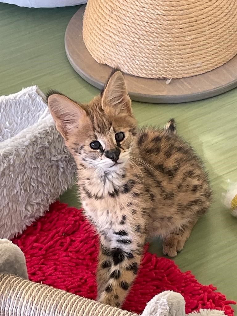 Der Servale wurde ins Tierheim St. Pölten gebracht.