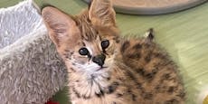 Wildkatze illegal gehalten, Serval landete im Tierheim