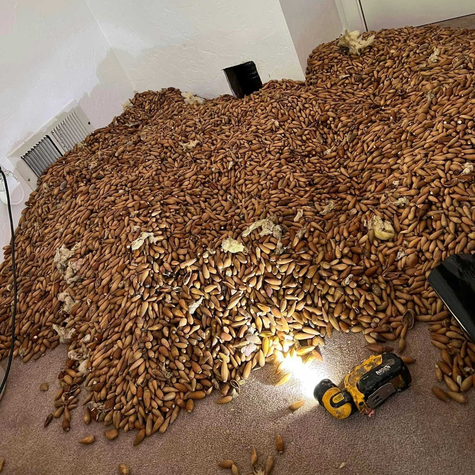 Das hatte Kammerjäger Nick Castro noch nie erlebt: Aus einer Öffnung in der Wand quollen Zehntausende Eicheln.