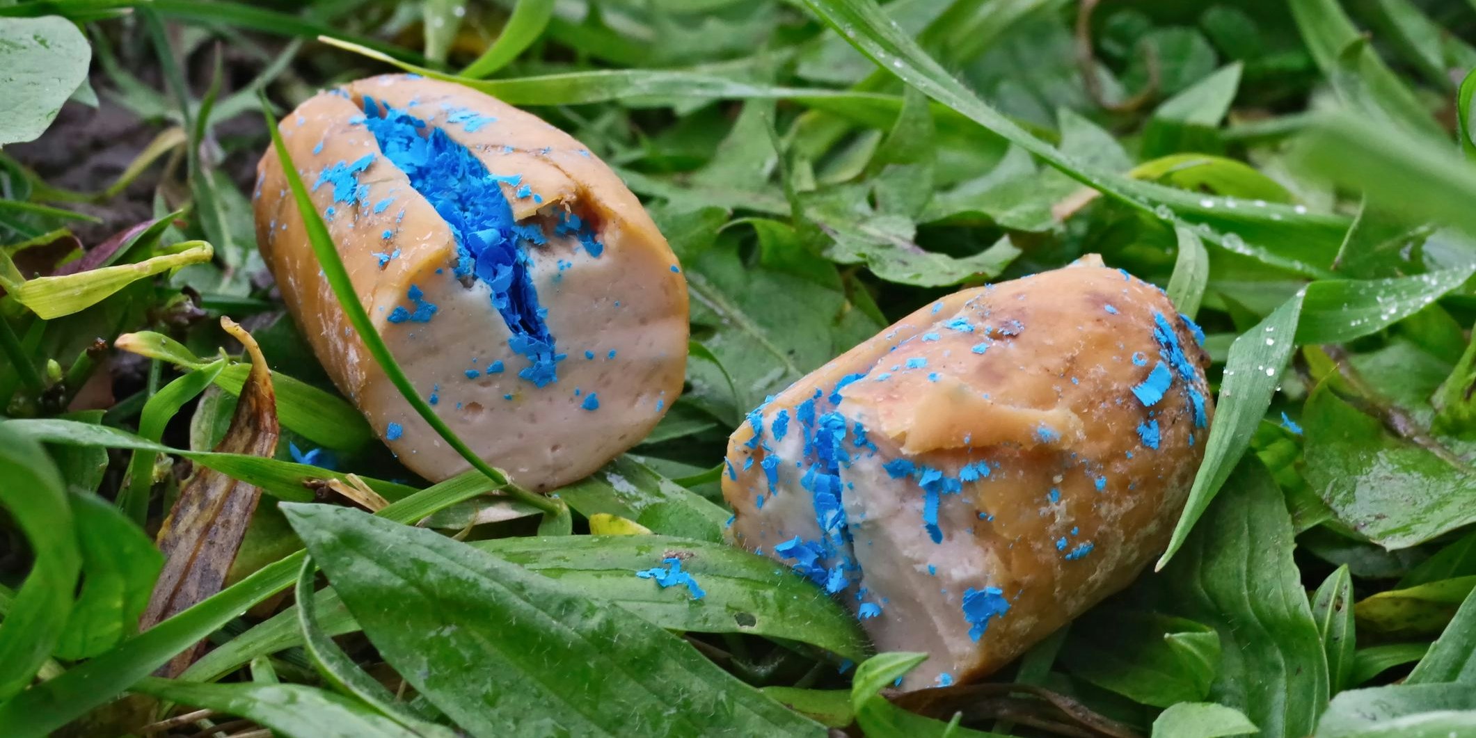 In den Fleischbällchen befanden sich blaue Körner. (Symbolbild)