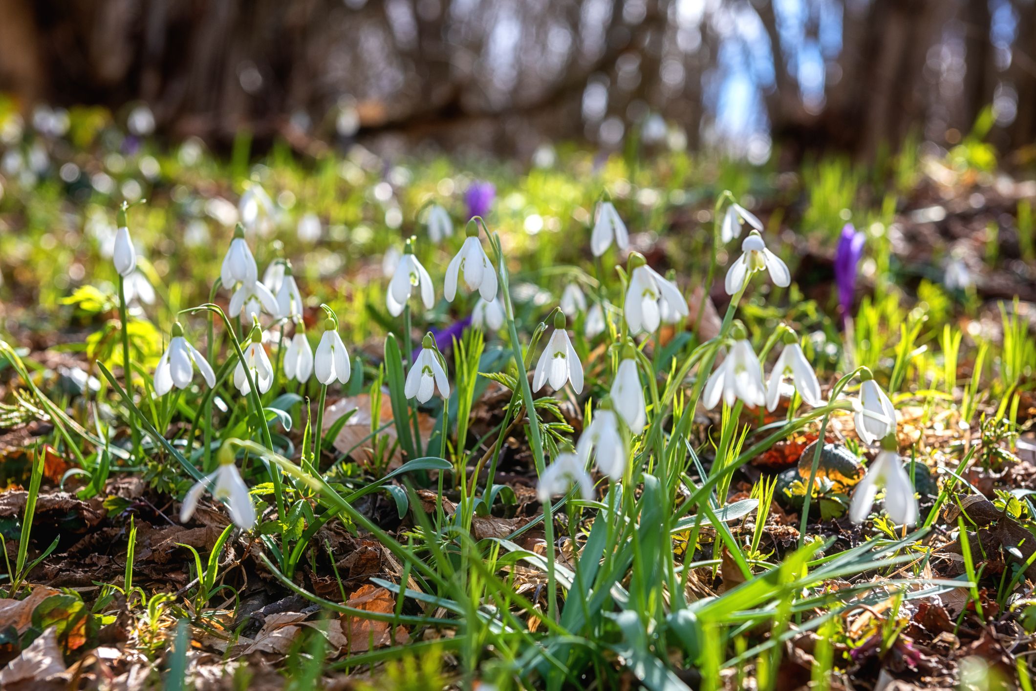 Steigende Temperaturen sorgen für Vorfrühlingsgefühle in Österreich. Symbolbild
