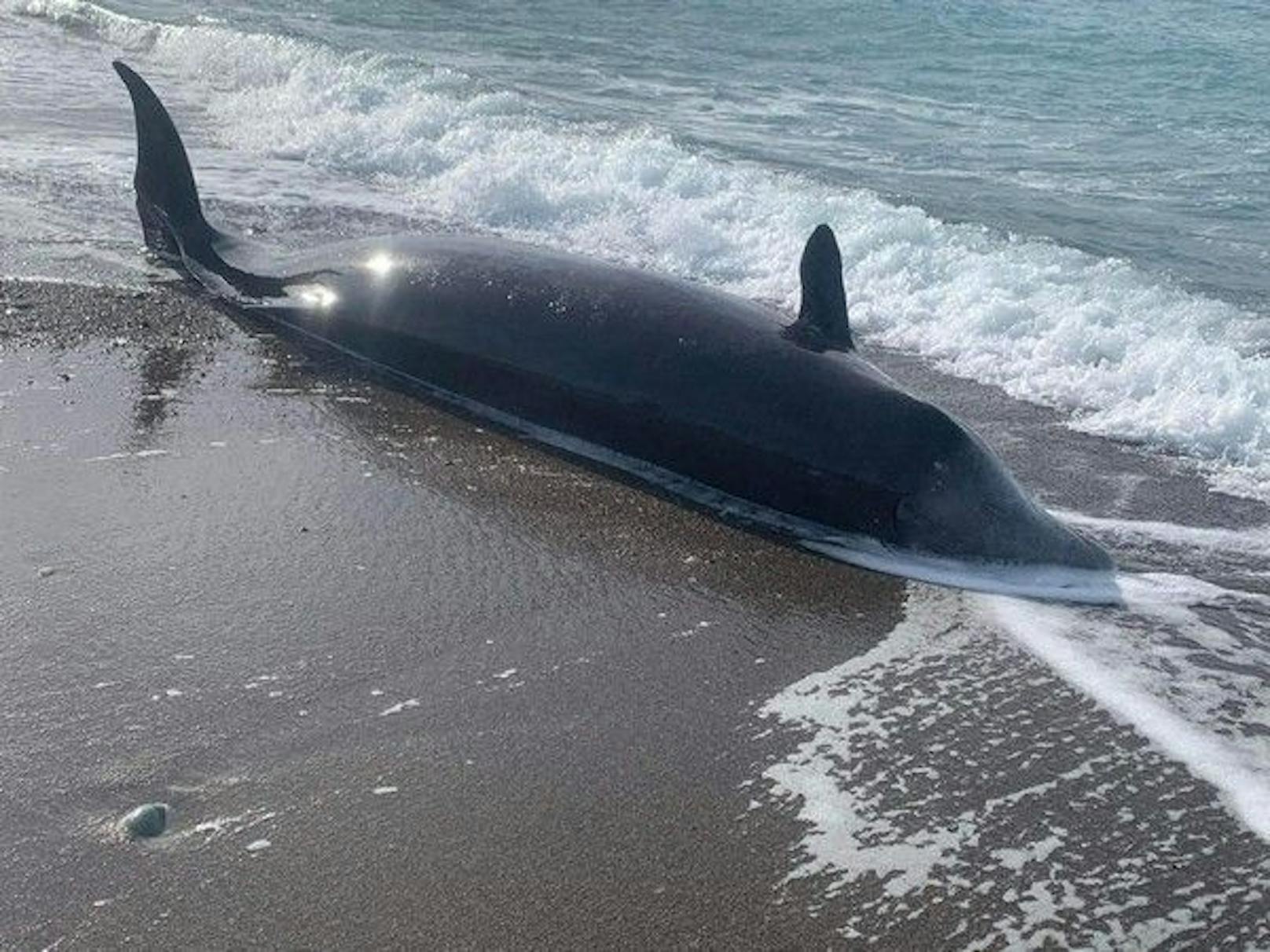 Vor der Küste Zyperns wurden sieben tote Wale entdeckt.&nbsp;