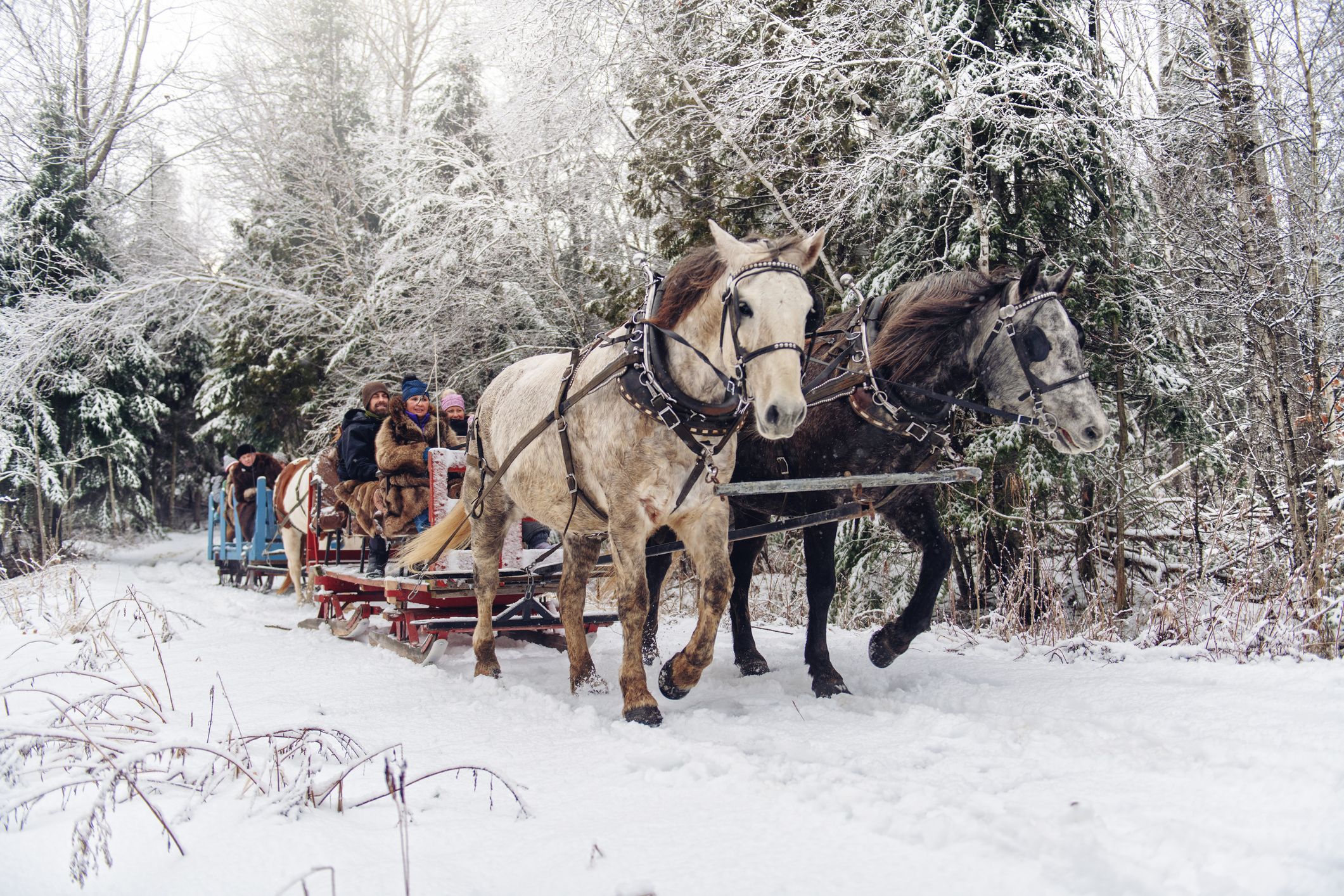 Die beiden Zugpferde gingen plötzlich durch. Symbolbild