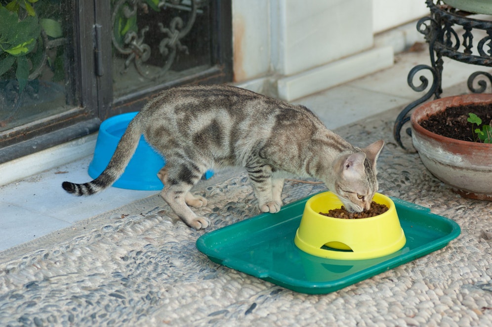 Katzen sollen künftig mehr Pilze und Insekten ins Futter bekommen.