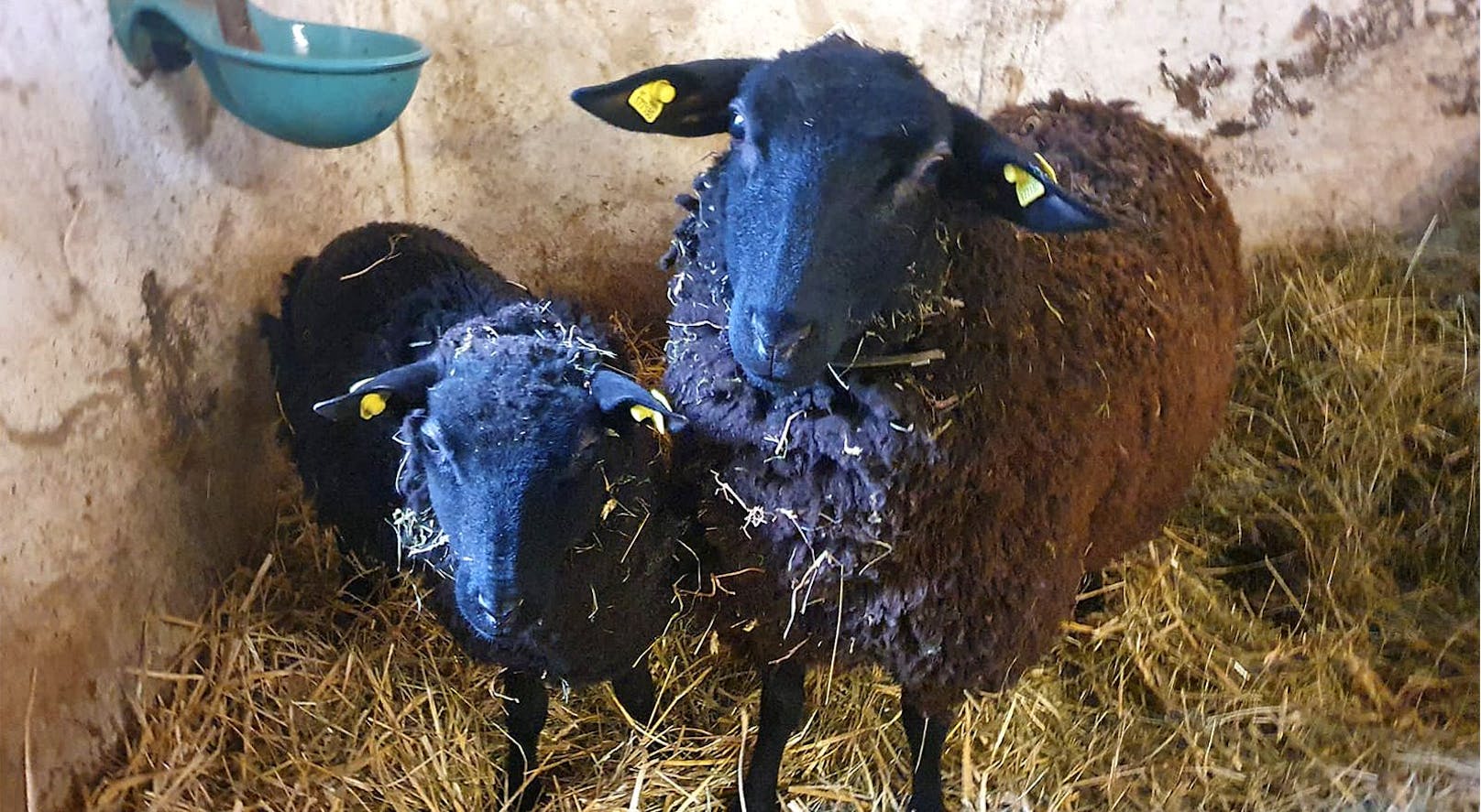 Aasgeruch und dürre Schafe – Tierquälerei in Wels