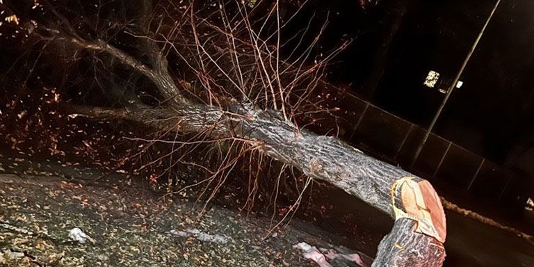 Unbekannte haben einen Baum in der Rosenbergstraße umgesägt.