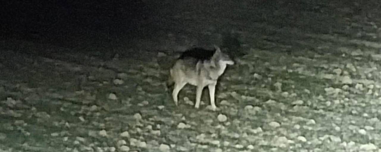 Im Zaubertal in Linz-Leonding wurde am Wochenende direkt an der Stadtgrenze ein Wolf gesichtet.