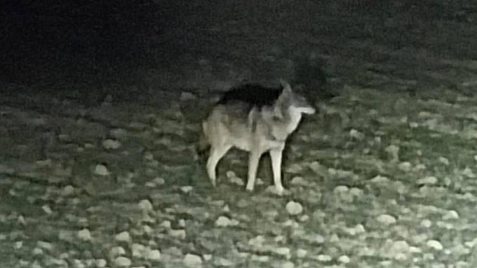 Im Zaubertal in Linz-Leonding wurde am Wochenende direkt an der Stadtgrenze ein Wolf gesichtet.