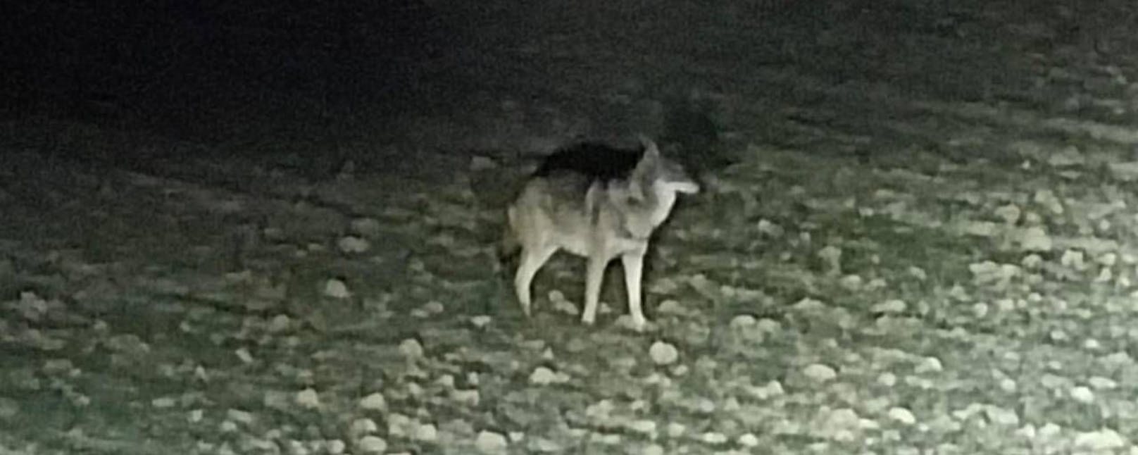 Wolf direkt an der Stadtgrenze von Linz gesichtet