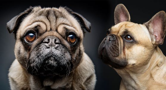 Der neue Designerhund heißt "Frops" und entsteht durch eine Verpaarung von Mops und Französische Bulldogge. 
