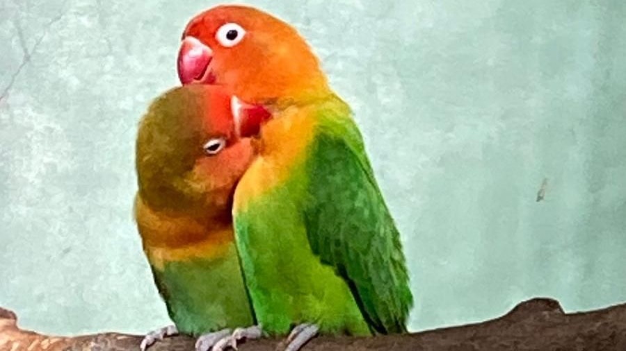 Mac und Cheese sind unzertrennlich. 